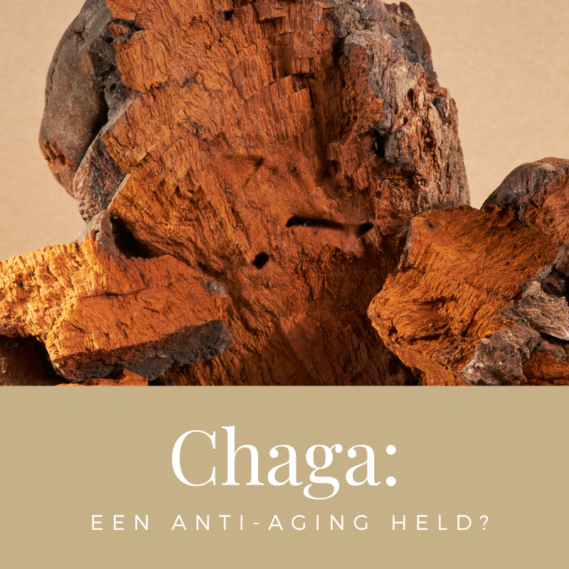 Chaga-Blog-Front